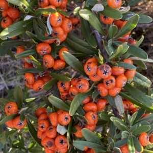 Pyracantha angustifolia at Queanbeyan East, NSW - 20 Aug 2022