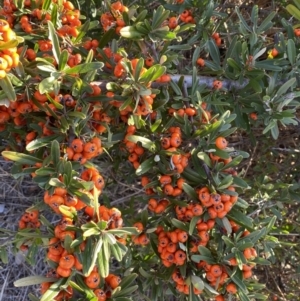 Pyracantha angustifolia at Queanbeyan East, NSW - 20 Aug 2022 04:13 PM