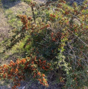 Pyracantha angustifolia at Queanbeyan East, NSW - 20 Aug 2022 04:13 PM