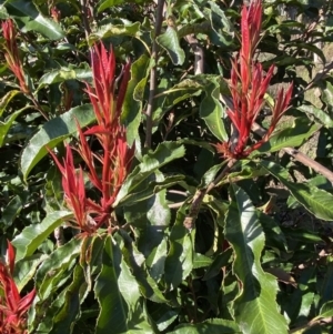 Photinia serratifolia at Queanbeyan East, NSW - 20 Aug 2022 04:11 PM