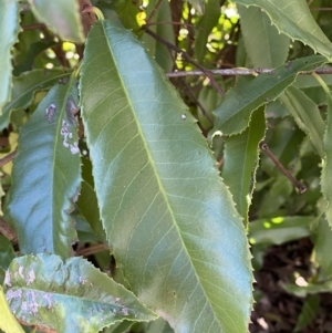 Photinia serratifolia at Queanbeyan East, NSW - 20 Aug 2022