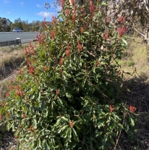 Photinia serratifolia at Queanbeyan East, NSW - 20 Aug 2022 04:11 PM