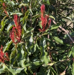 Photinia serratifolia at Queanbeyan East, NSW - 20 Aug 2022