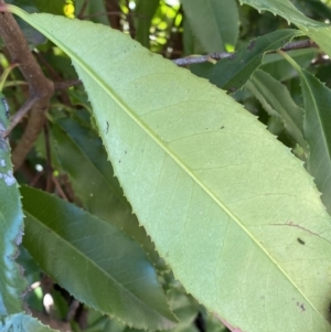 Photinia serratifolia at Queanbeyan East, NSW - 20 Aug 2022 04:11 PM