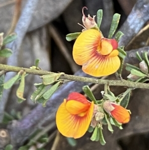 Pultenaea microphylla at Queanbeyan East, NSW - 20 Aug 2022