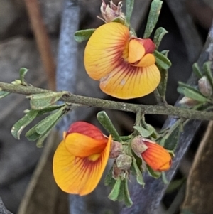 Pultenaea microphylla at Queanbeyan East, NSW - 20 Aug 2022