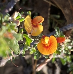 Pultenaea microphylla at Queanbeyan East, NSW - 20 Aug 2022