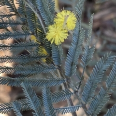 Acacia dealbata subsp. dealbata (Silver Wattle) at Queanbeyan East, NSW - 20 Aug 2022 by Steve_Bok