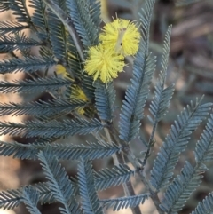 Acacia dealbata subsp. dealbata (Silver Wattle) at Queanbeyan East, NSW - 20 Aug 2022 by SteveBorkowskis