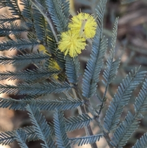 Acacia dealbata subsp. dealbata at Queanbeyan East, NSW - 20 Aug 2022