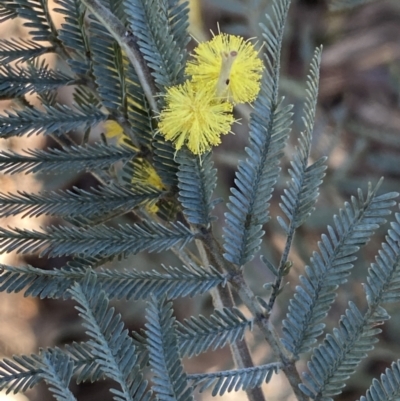Acacia dealbata subsp. dealbata (Silver Wattle) at Queanbeyan East, NSW - 20 Aug 2022 by Steve_Bok