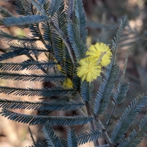 Acacia dealbata subsp. dealbata at Queanbeyan East, NSW - 20 Aug 2022 04:01 PM