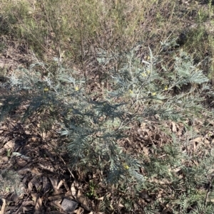 Acacia dealbata subsp. dealbata at Queanbeyan East, NSW - 20 Aug 2022