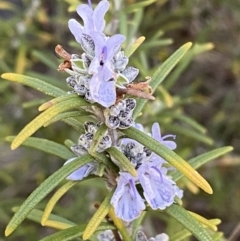 Rosmarinus officinalis (Rosemary) at Queanbeyan East, NSW - 20 Aug 2022 by SteveBorkowskis