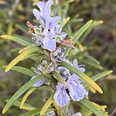 Rosmarinus officinalis (Rosemary) at Queanbeyan East, NSW - 20 Aug 2022 by Steve_Bok