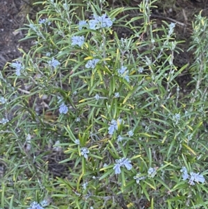 Rosmarinus officinalis at Queanbeyan East, NSW - 20 Aug 2022