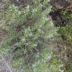 Rosmarinus officinalis at Queanbeyan East, NSW - 20 Aug 2022