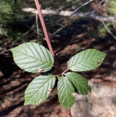 Rubus anglocandicans (Blackberry) at Queanbeyan East, NSW - 20 Aug 2022 by SteveBorkowskis