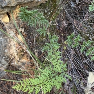 Cheilanthes sieberi subsp. sieberi at Queanbeyan East, NSW - 20 Aug 2022