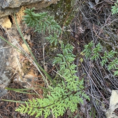 Cheilanthes sieberi subsp. sieberi (Mulga Rock Fern) at Queanbeyan East, NSW - 20 Aug 2022 by SteveBorkowskis