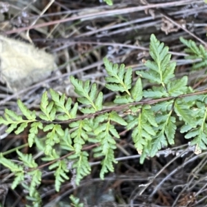 Cheilanthes sieberi subsp. sieberi at Queanbeyan East, NSW - 20 Aug 2022 03:48 PM