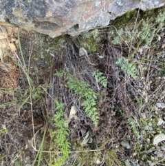 Cheilanthes sieberi subsp. sieberi at Queanbeyan East, NSW - 20 Aug 2022 03:48 PM