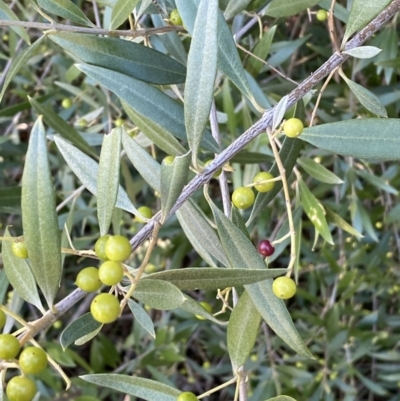 Olea europaea subsp. cuspidata (African Olive) at Queanbeyan East, NSW - 20 Aug 2022 by Steve_Bok