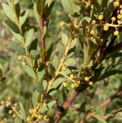 Acacia buxifolia subsp. buxifolia (Box-leaf Wattle) at Queanbeyan East, NSW - 20 Aug 2022 by SteveBorkowskis