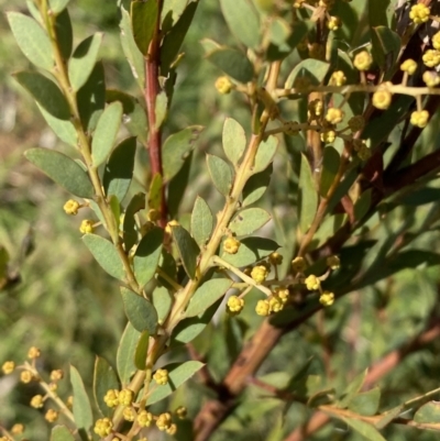 Acacia buxifolia subsp. buxifolia (Box-leaf Wattle) at Queanbeyan East, NSW - 20 Aug 2022 by Steve_Bok