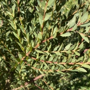 Acacia buxifolia subsp. buxifolia at Queanbeyan East, NSW - 20 Aug 2022