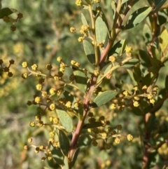 Acacia buxifolia subsp. buxifolia at Queanbeyan East, NSW - 20 Aug 2022 03:20 PM