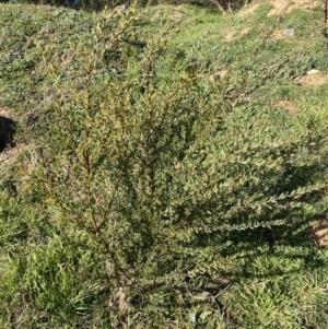 Acacia buxifolia subsp. buxifolia at Queanbeyan East, NSW - 20 Aug 2022 03:20 PM