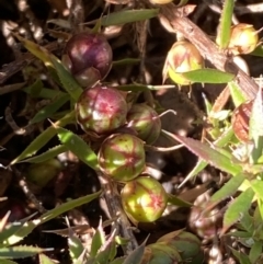 Styphelia humifusum (Cranberry Heath) at Queanbeyan East, NSW - 20 Aug 2022 by SteveBorkowskis