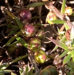 Astroloma humifusum (Cranberry Heath) at Queanbeyan East, NSW - 20 Aug 2022 by Steve_Bok