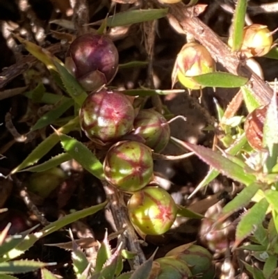 Astroloma humifusum (Cranberry Heath) at Queanbeyan East, NSW - 20 Aug 2022 by Steve_Bok