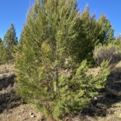 Callitris endlicheri (Black Cypress Pine) at Queanbeyan East, NSW - 20 Aug 2022 by SteveBorkowskis