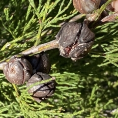 Callitris endlicheri at Queanbeyan East, NSW - 20 Aug 2022