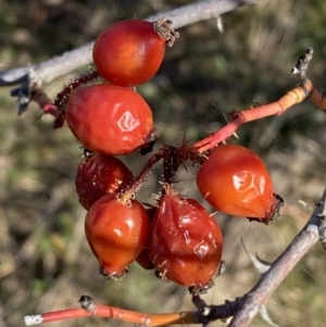 Rosa rubiginosa at Queanbeyan East, NSW - 20 Aug 2022