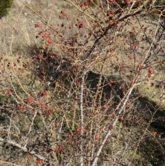 Rosa rubiginosa at Queanbeyan East, NSW - 20 Aug 2022