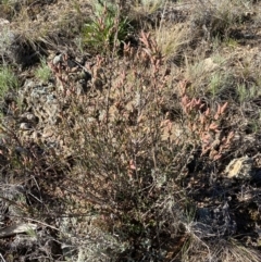 Brachyloma daphnoides at Queanbeyan East, NSW - 20 Aug 2022 03:08 PM