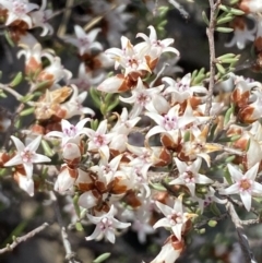 Cryptandra speciosa subsp. speciosa (Silky Cryptandra) at Queanbeyan East, NSW - 20 Aug 2022 by Steve_Bok