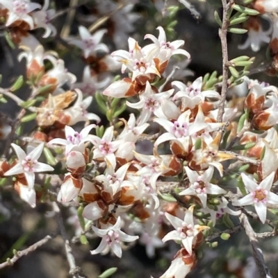 Cryptandra speciosa subsp. speciosa (Silky Cryptandra) at Queanbeyan East, NSW - 20 Aug 2022 by SteveBorkowskis