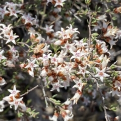 Cryptandra speciosa subsp. speciosa at Queanbeyan East, NSW - 20 Aug 2022