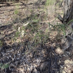 Lycium ferocissimum at Queanbeyan East, NSW - 20 Aug 2022