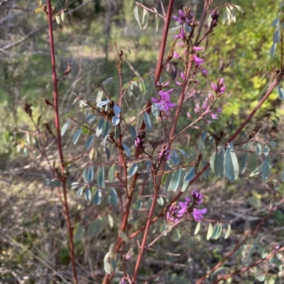 Indigofera australis subsp. australis (Australian Indigo) at Queanbeyan East, NSW - 20 Aug 2022 by SteveBorkowskis