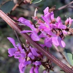 Indigofera australis subsp. australis at Queanbeyan East, NSW - 20 Aug 2022 02:58 PM