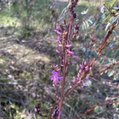 Indigofera australis subsp. australis at Queanbeyan East, NSW - 20 Aug 2022 02:58 PM