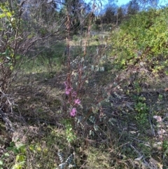 Indigofera australis subsp. australis at Queanbeyan East, NSW - 20 Aug 2022 02:58 PM