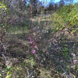 Indigofera australis subsp. australis at Queanbeyan East, NSW - 20 Aug 2022 02:58 PM