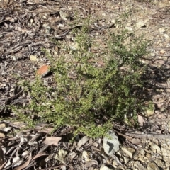 Bursaria spinosa at Queanbeyan East, NSW - 20 Aug 2022 02:56 PM